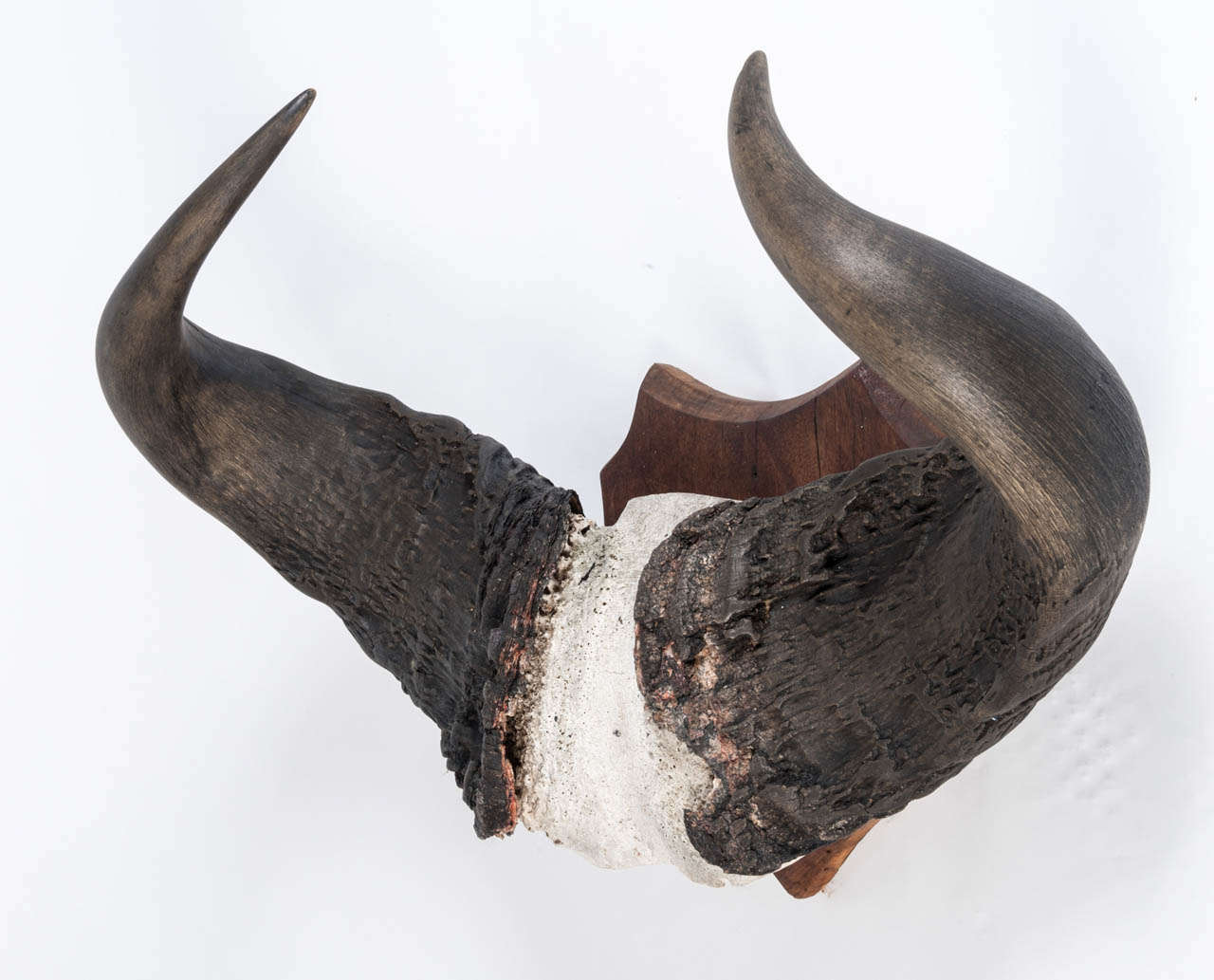 Pair of Mounted Buffalo Horns at 1stdibs