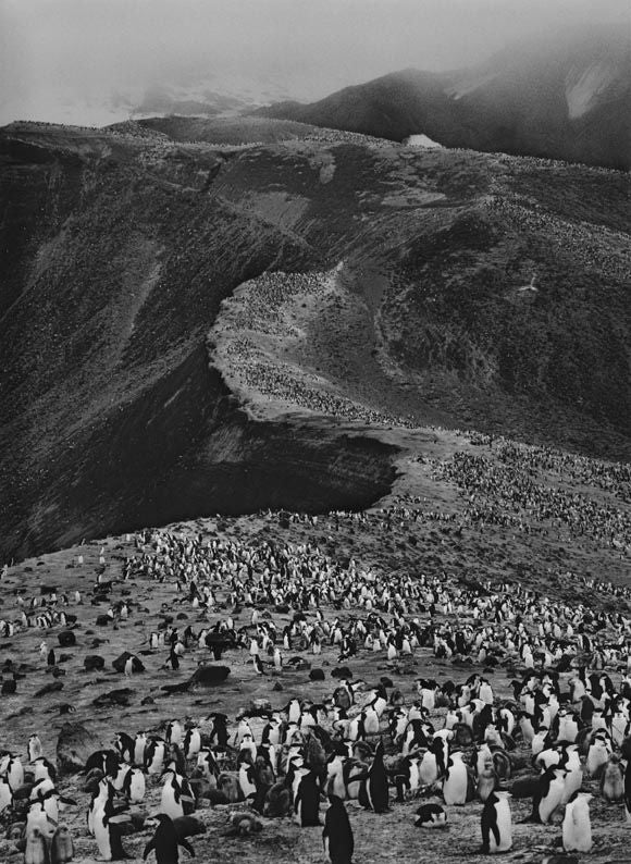 Sebastião Salgado Chinstrap Penguins, Deception Island, Antarctica