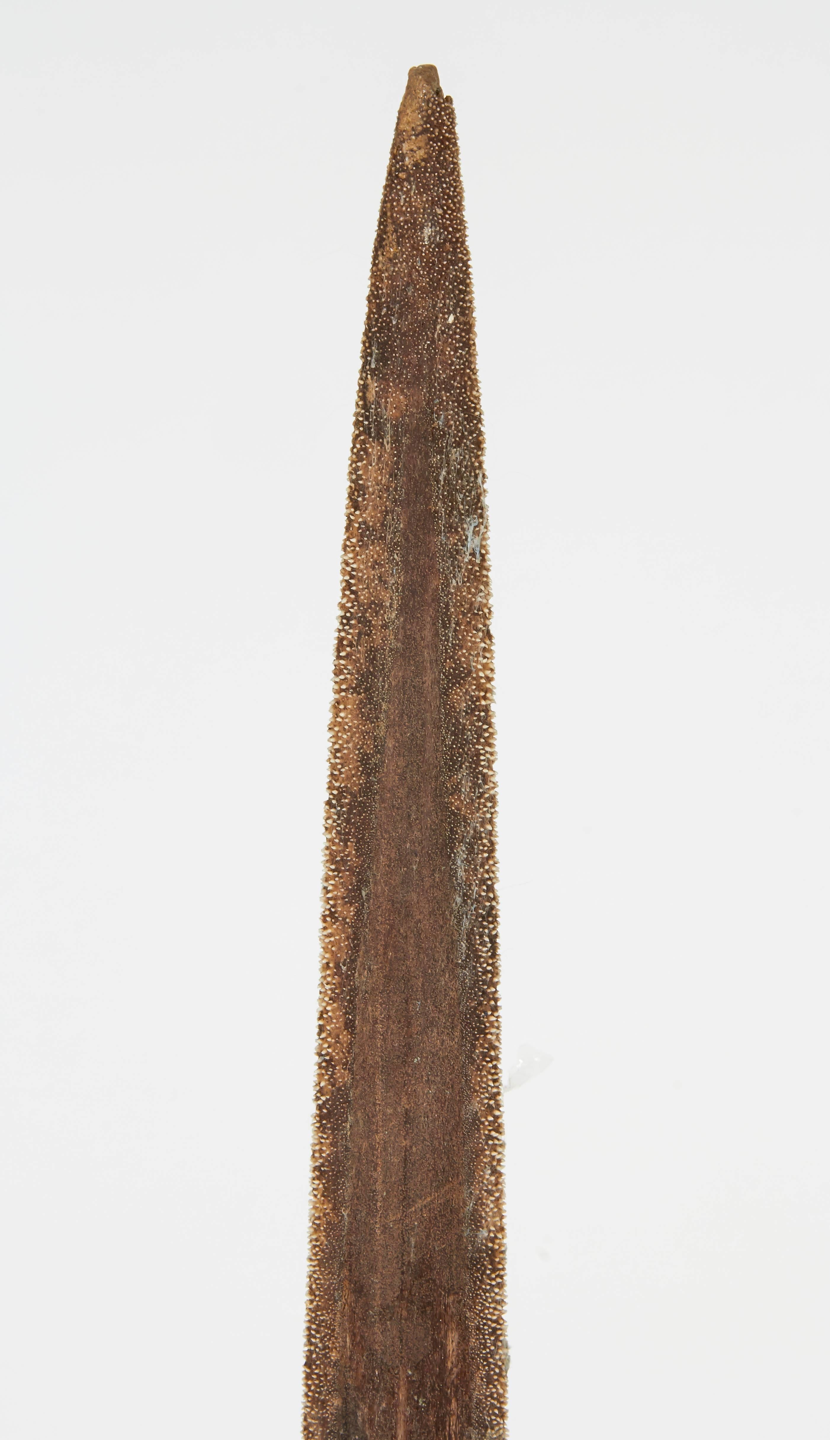 Vintage Swordfish Bill For Sale at 1stDibs marlin bill for sale, swordfish bill for sale