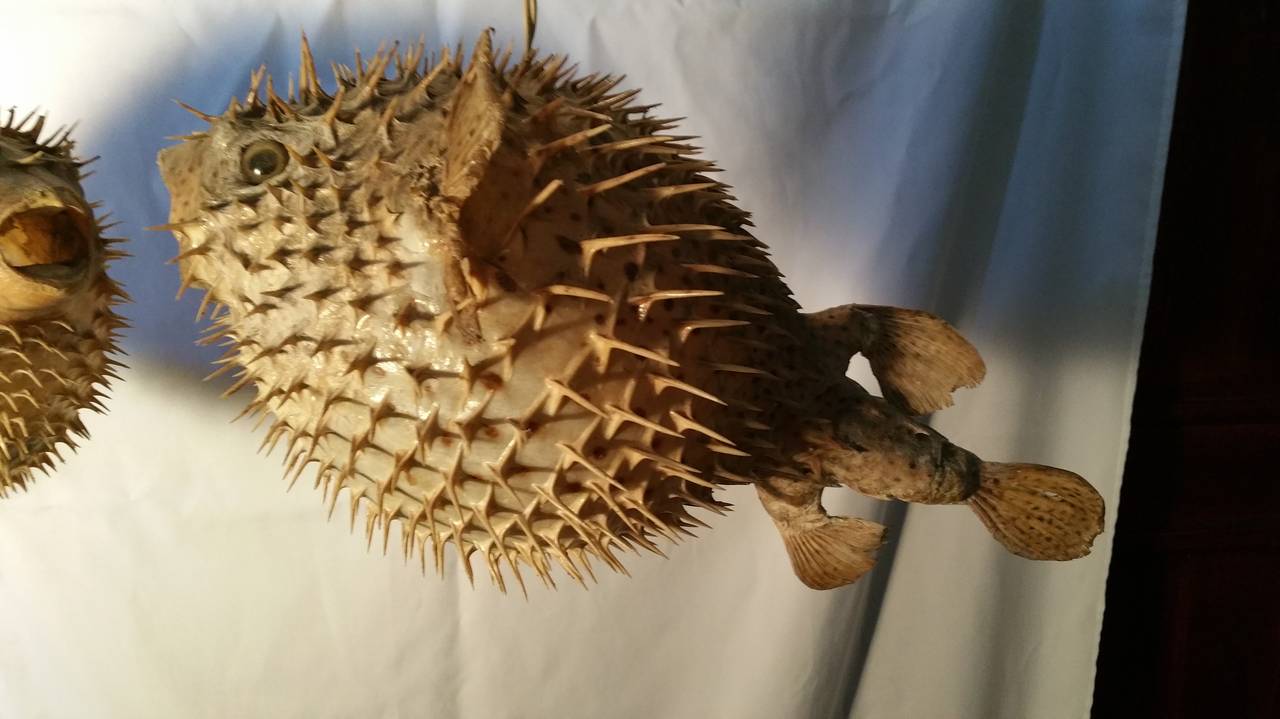 Pair of Taxidermy Puffer Fish Hanging Pendant Lamps at 1stDibs puffer