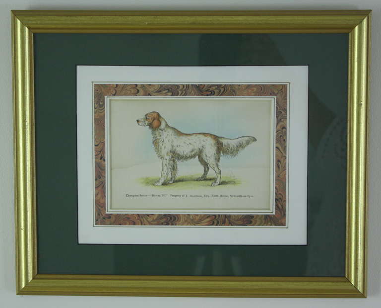 Pair of English Antique HandColored Dog Prints For Sale at 1stdibs