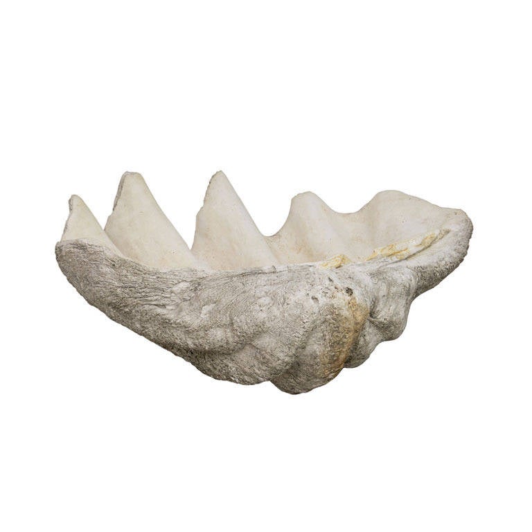 Gigantic Clamshell For Sale at 1stDibs