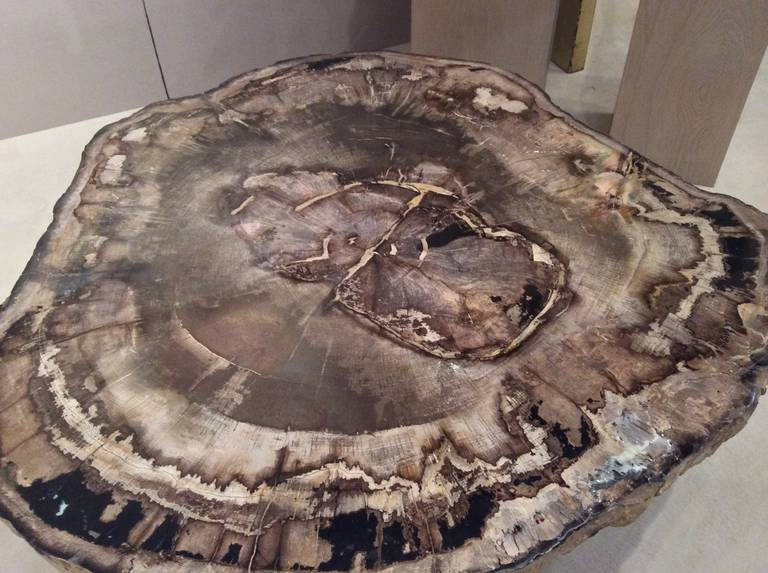 Karl Springer Petrified Wood Table with Brass Legs at 1stdibs