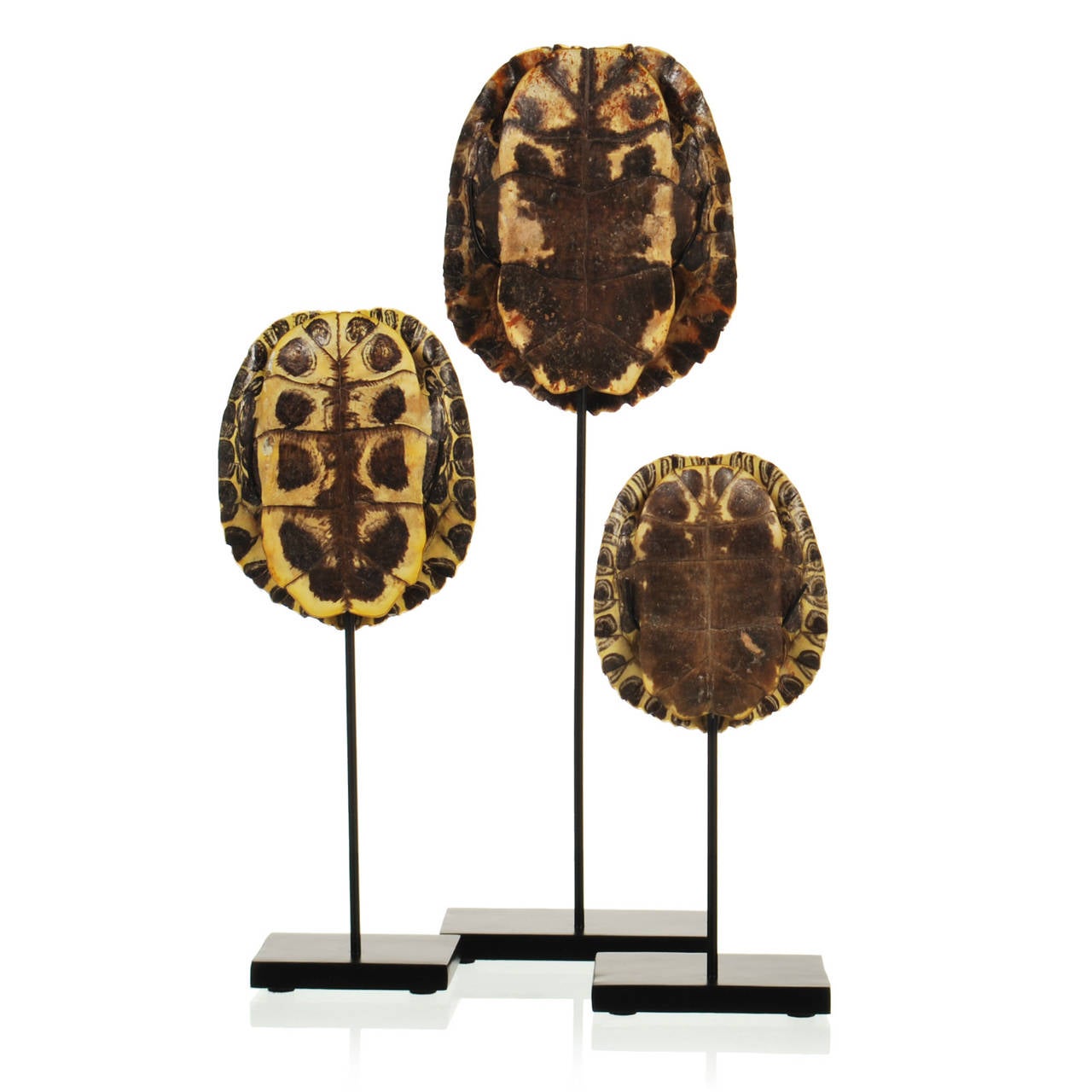 Collection of Authentic Turtle Shells on Steel Display Stands at 1stdibs