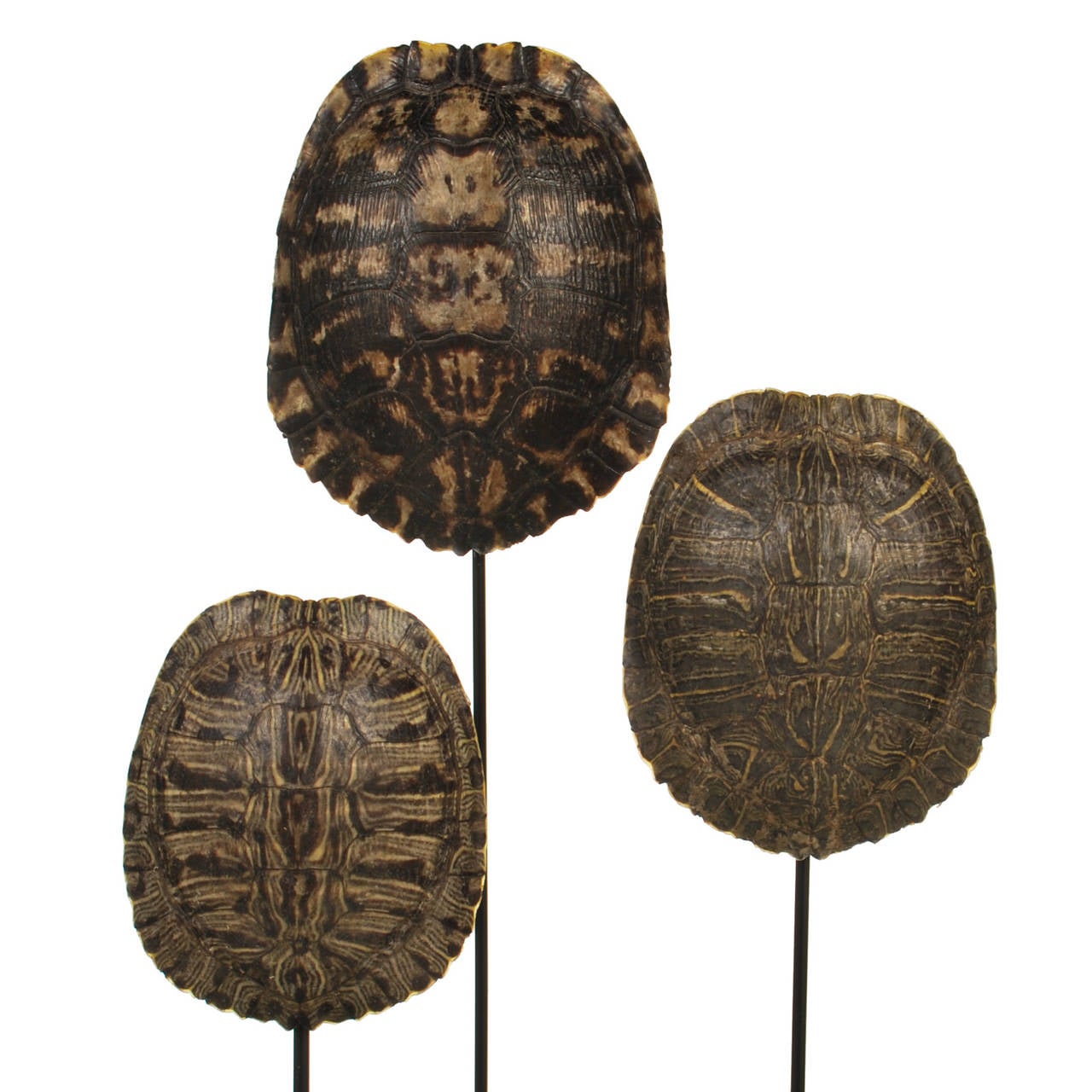 Collection of Authentic Turtle Shells on Steel Display Stands at 1stdibs