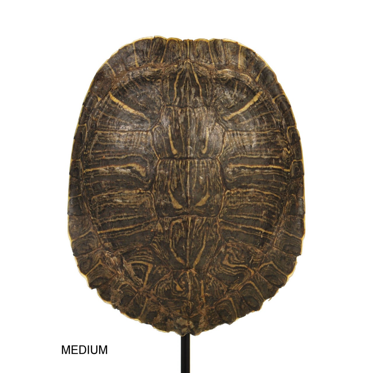 Collection of Authentic Turtle Shells on Steel Display Stands at 1stdibs