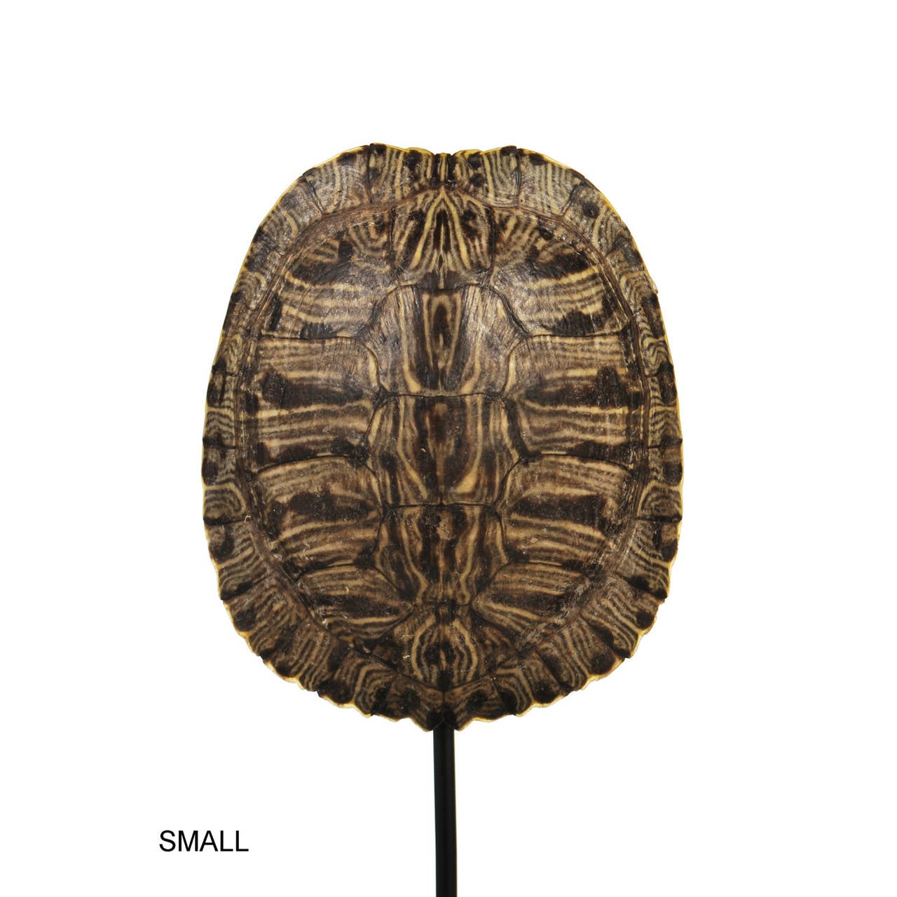 Collection of Authentic Turtle Shells on Steel Display Stands at 1stdibs