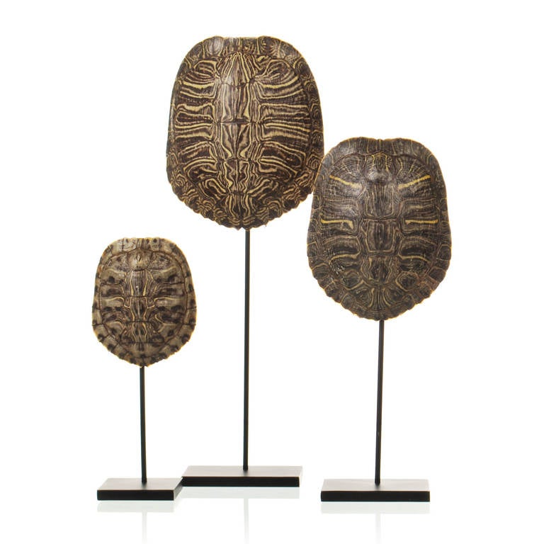 Collection of Authentic Turtle Shells on Steel Display Stands at 1stdibs