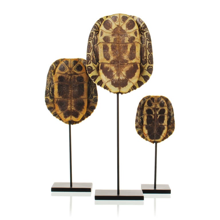 Collection of Authentic Turtle Shells on Steel Display Stands at 1stdibs
