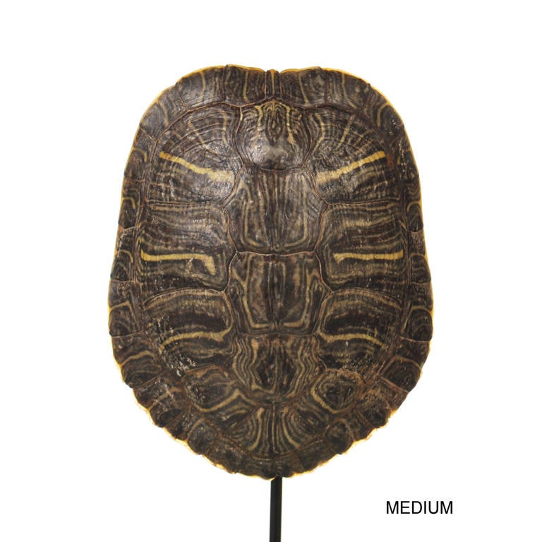 Collection of Authentic Turtle Shells on Steel Display Stands at 1stdibs