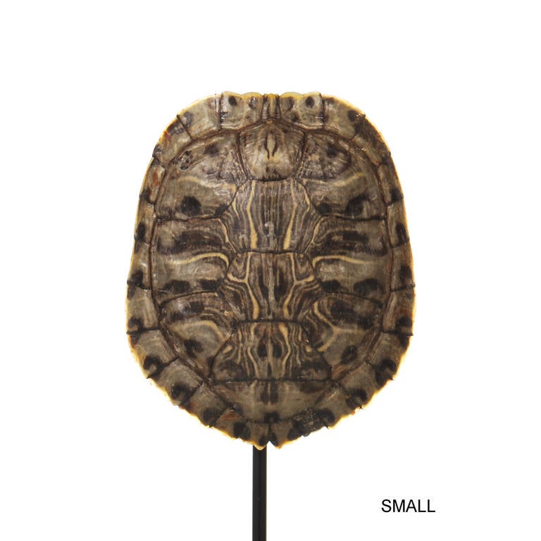 Collection of Authentic Turtle Shells on Steel Display Stands at 1stdibs