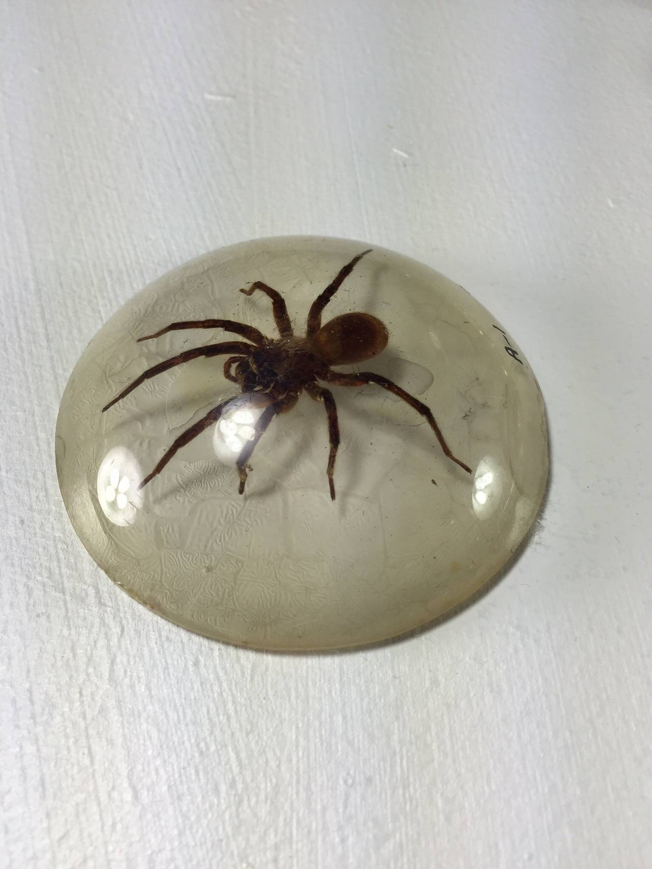 Large Collection of Resin Incased Insect Specimens at 1stdibs