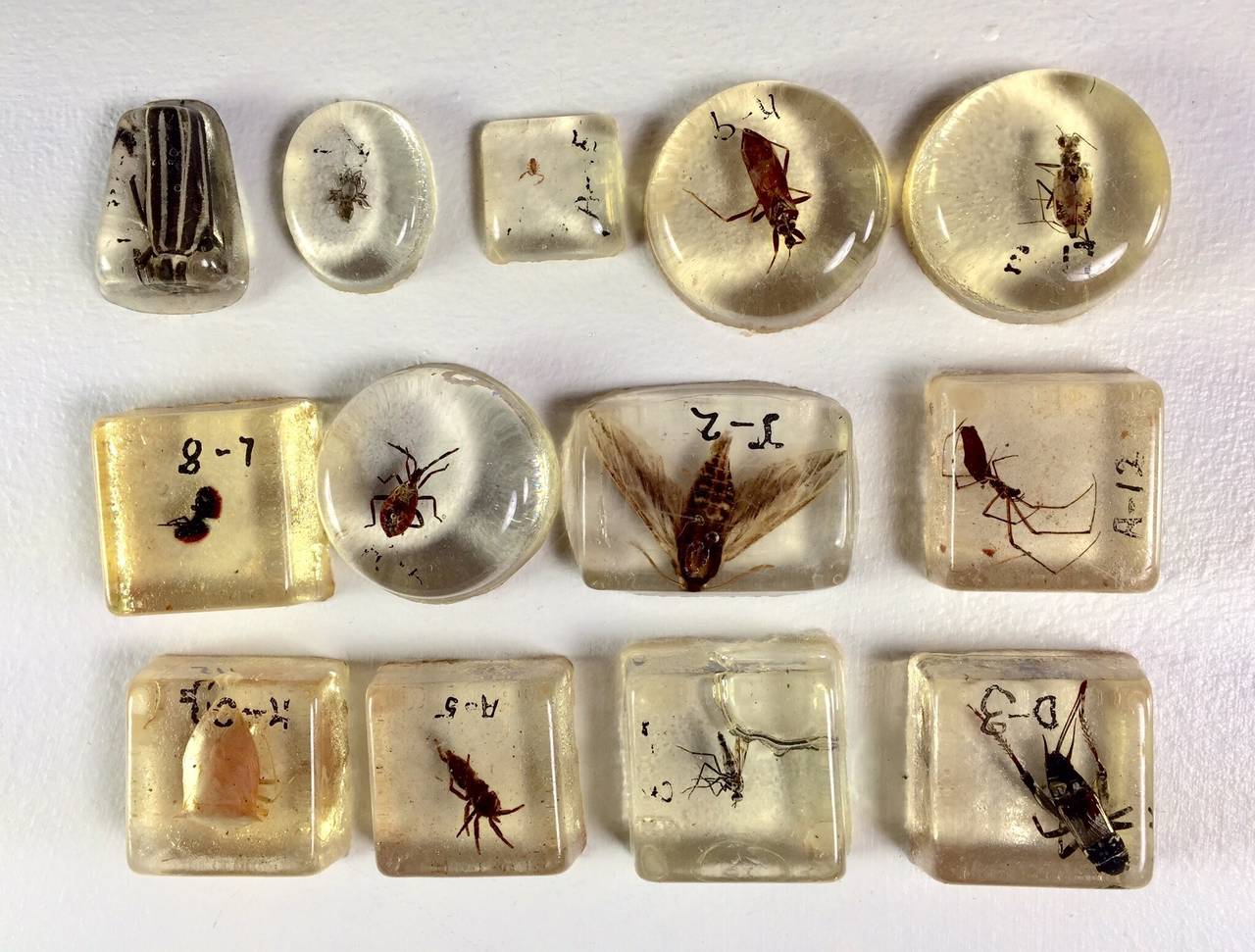 Large Collection of Resin Incased Insect Specimens at 1stdibs