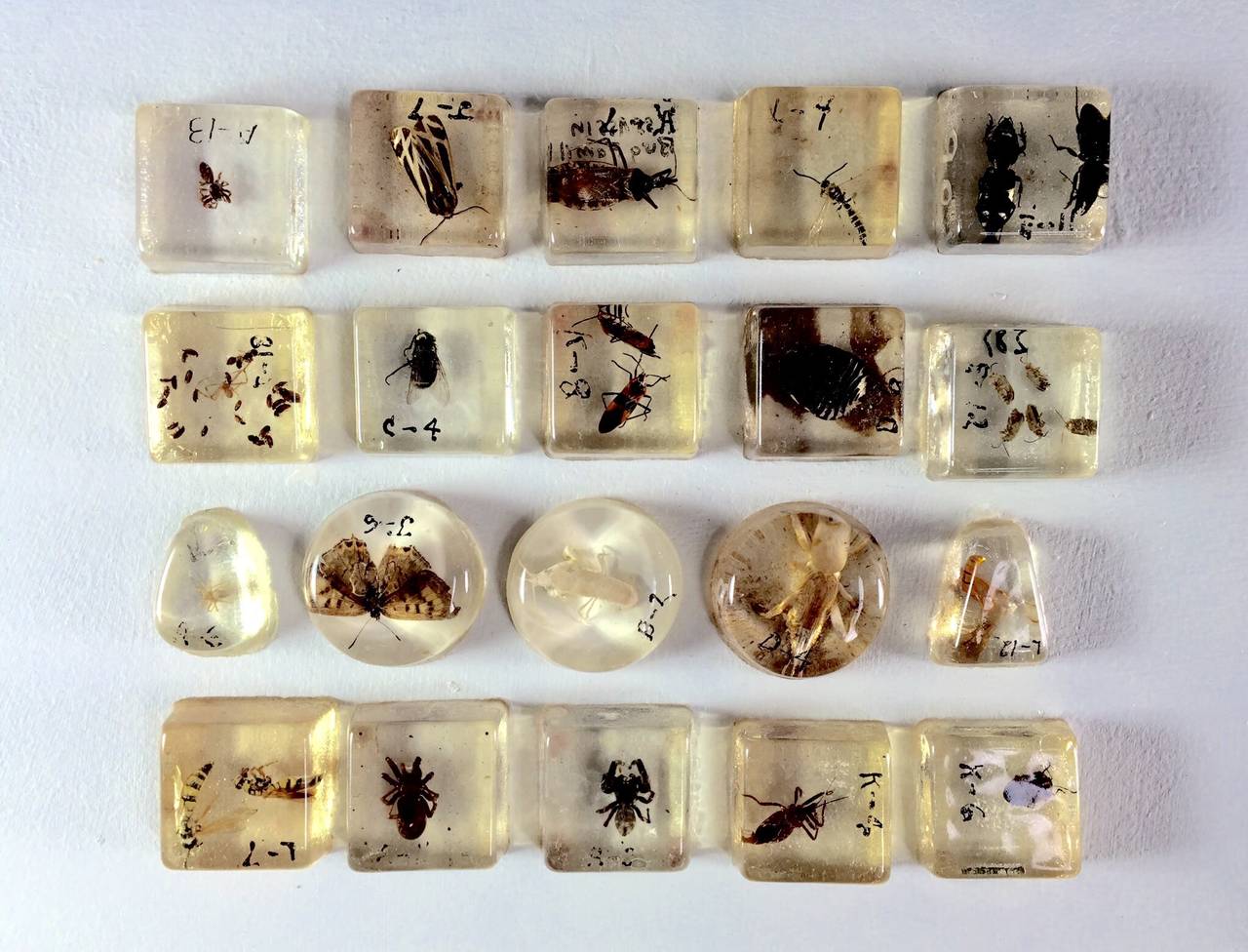 Large Collection of Resin Incased Insect Specimens at 1stdibs