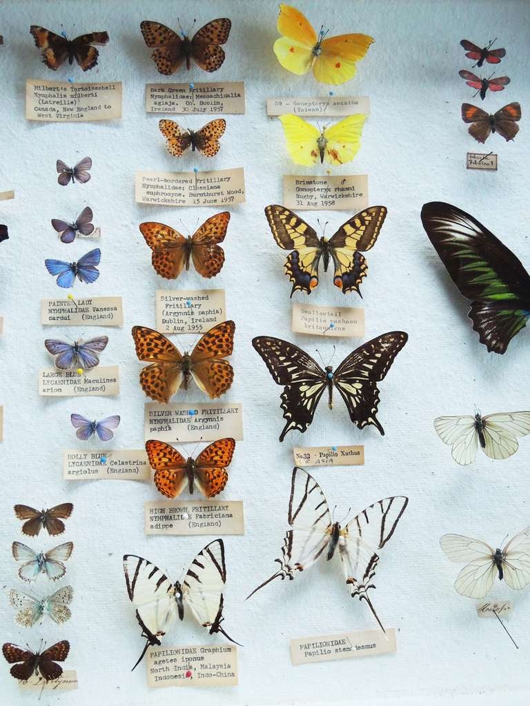 Butterfly Specimen Box at 1stDibs