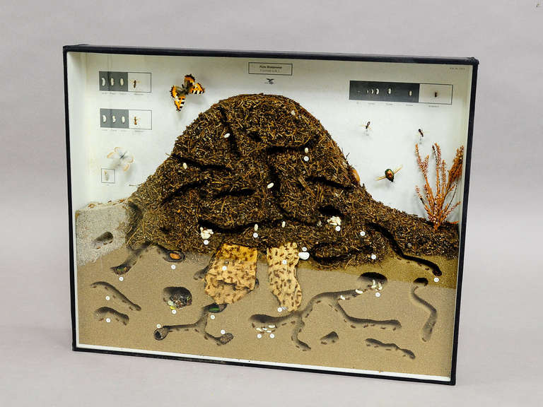 Biology School Teaching Display Anthill of the Red Wood