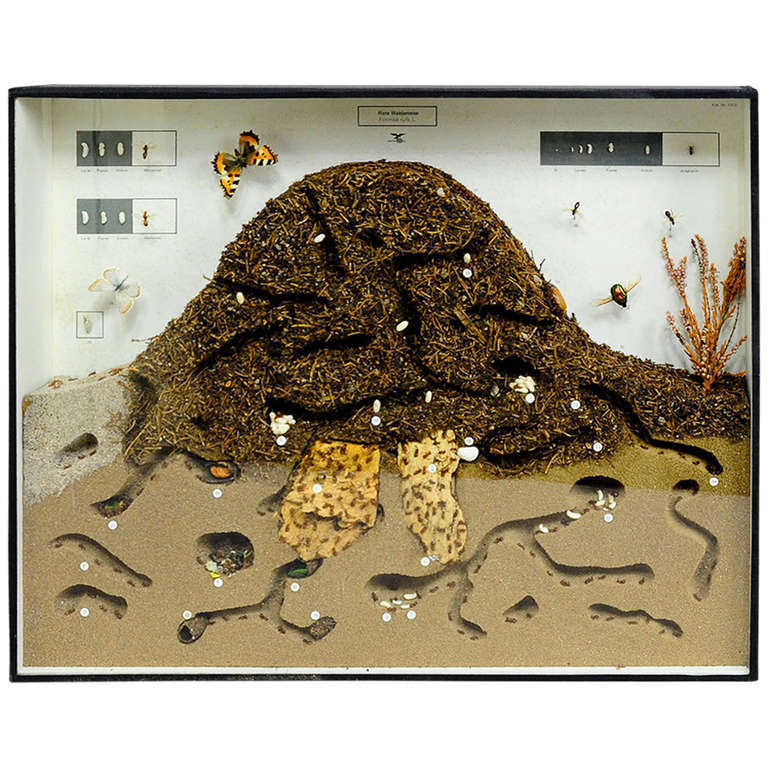 Biology School Teaching Display Anthill of the Red Wood