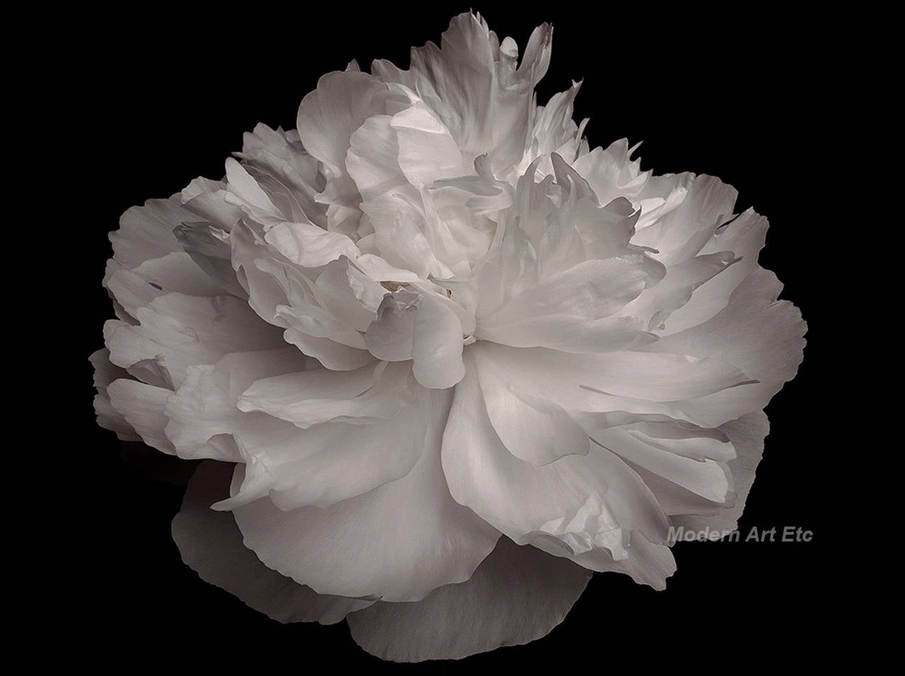 M.V. Photography large scale abstract black and white "Flower