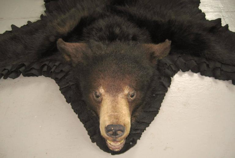 1960s Taxidermy Mounted Backed Brown Bear Skin Rug For Sale at 1stdibs