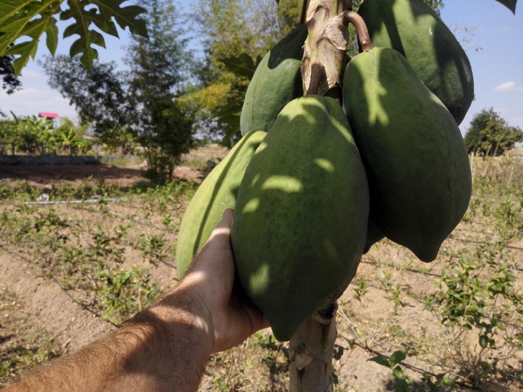 Papaja/Papaya sadzonka Andrespol Kup teraz na Allegro Lokalnie