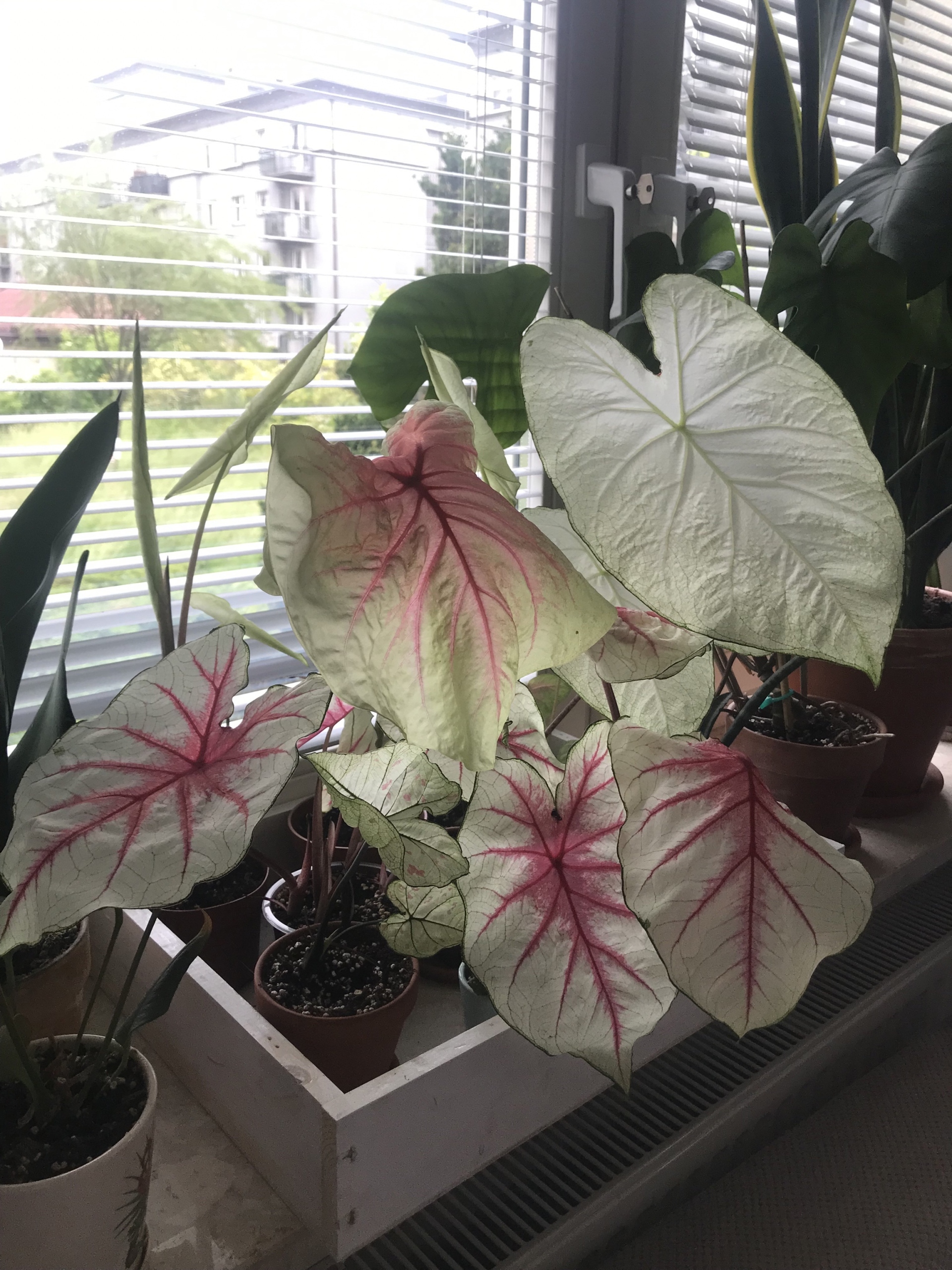 Caladium Fiesta Mint Julep Florida Elise Warszawa Kup teraz na