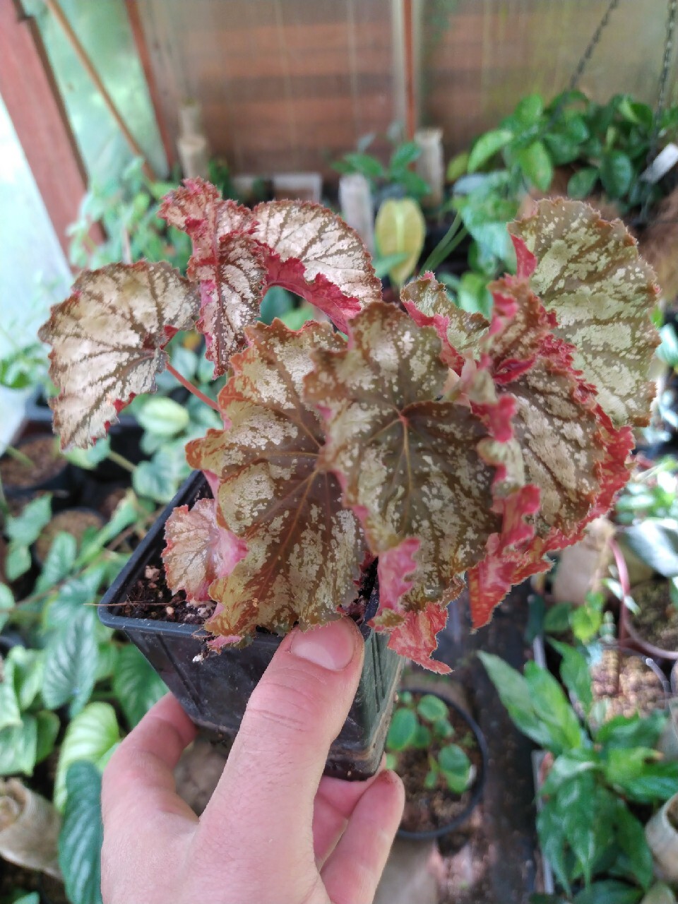 Begonia Galaxy Nowa Góra Kup teraz na Allegro Lokalnie