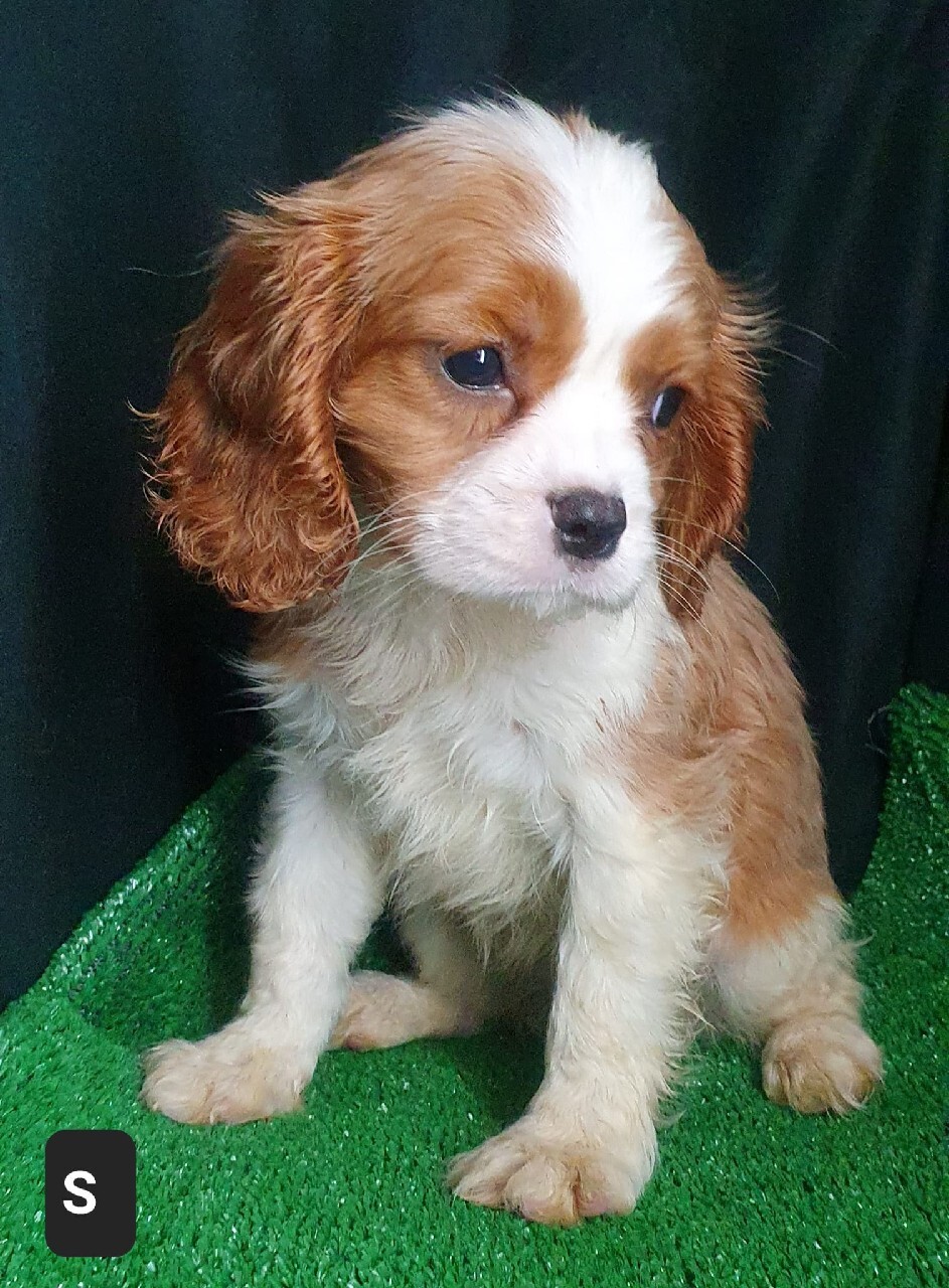 Pieski cavalier king charles spaniel Rzeszów Ogłoszenie na Allegro