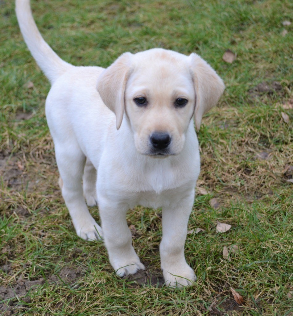 Szczeniaki Labrador Biszkoptowe. Badania gen. Żelechlinek