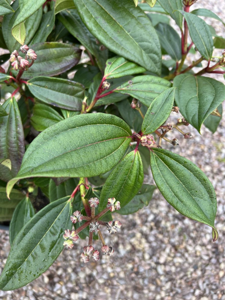 Kalina Dawida / Viburnum Davidii / Wys.6080cm Sękocin Stary