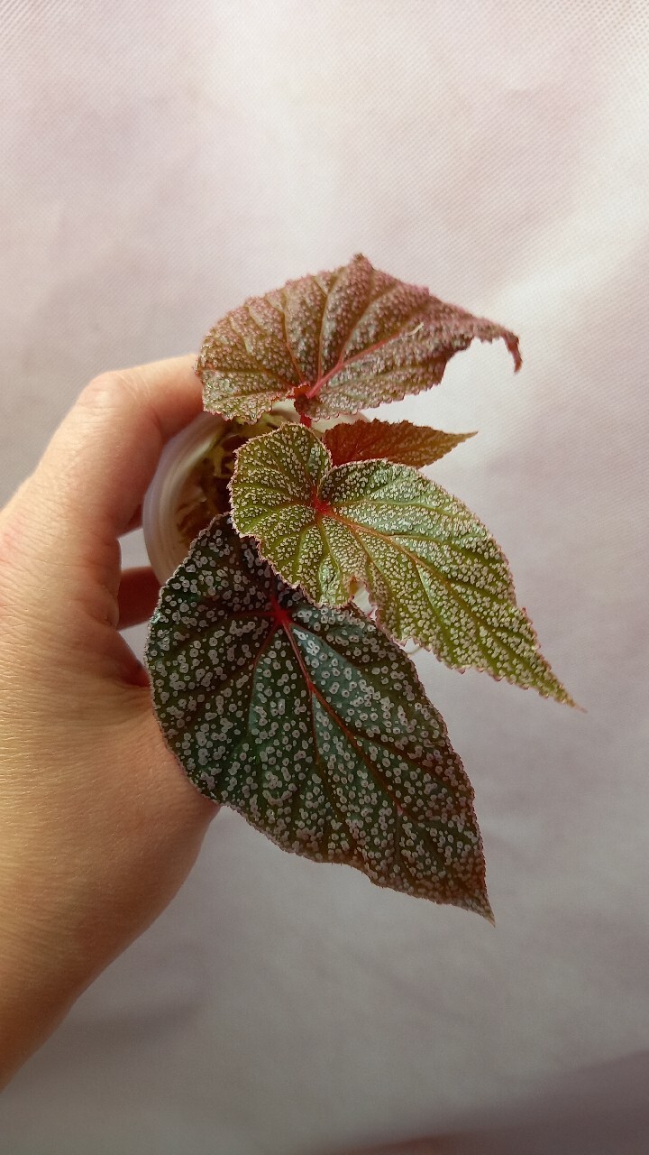 Begonia U062 Wrocław Kup teraz na Allegro Lokalnie