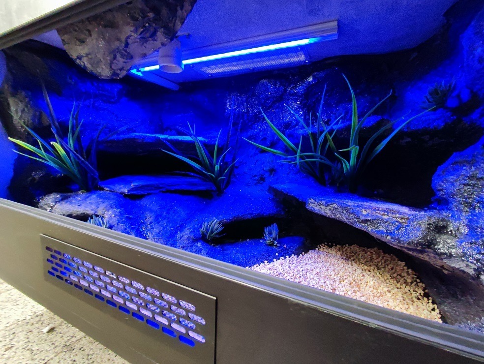 Terrarium dla gekona jaszczurki 70x40x40 KOŚCIAN Ogłoszenie na