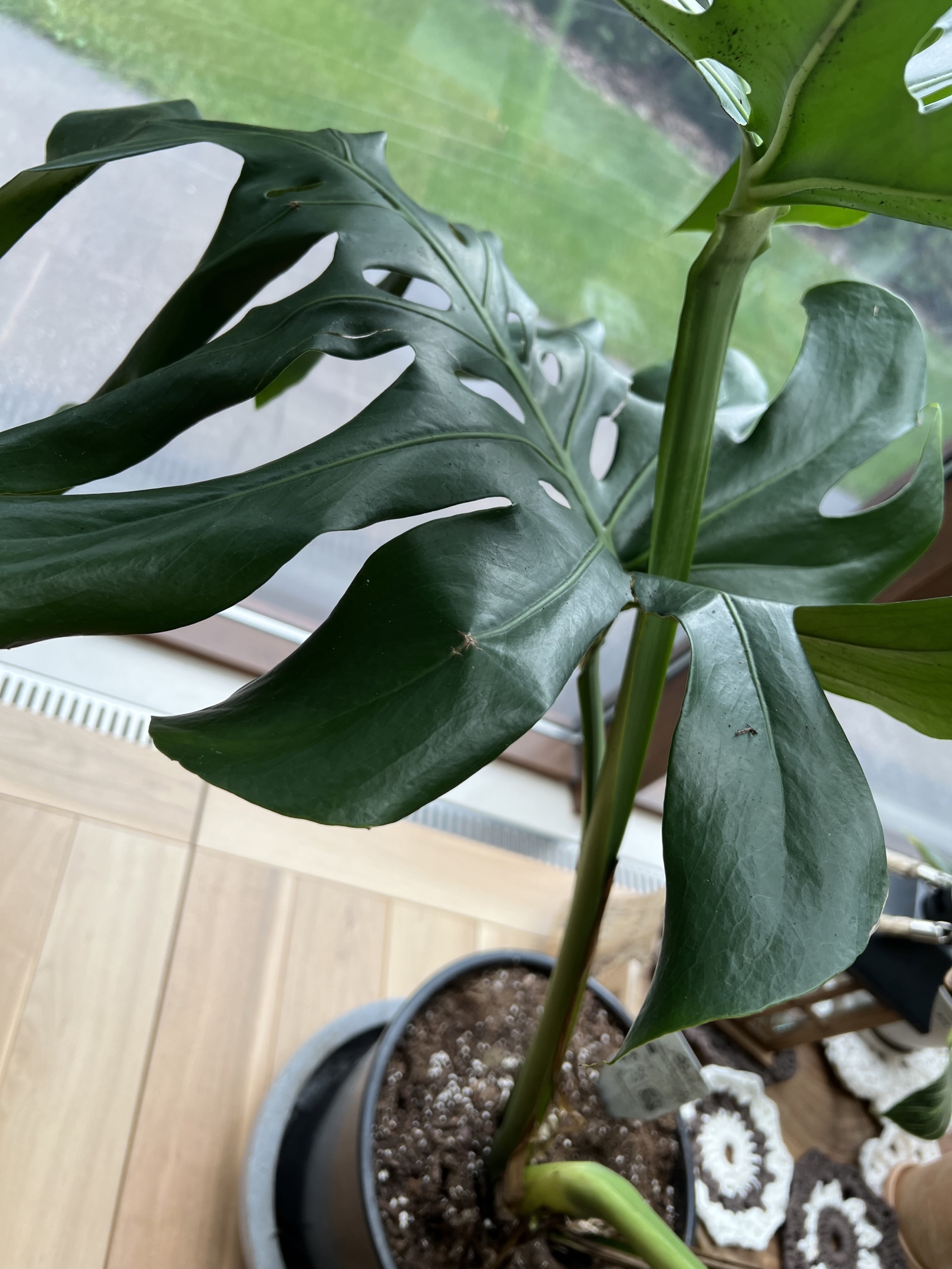 Monstera big form Brwinów Ogłoszenie na Allegro Lokalnie