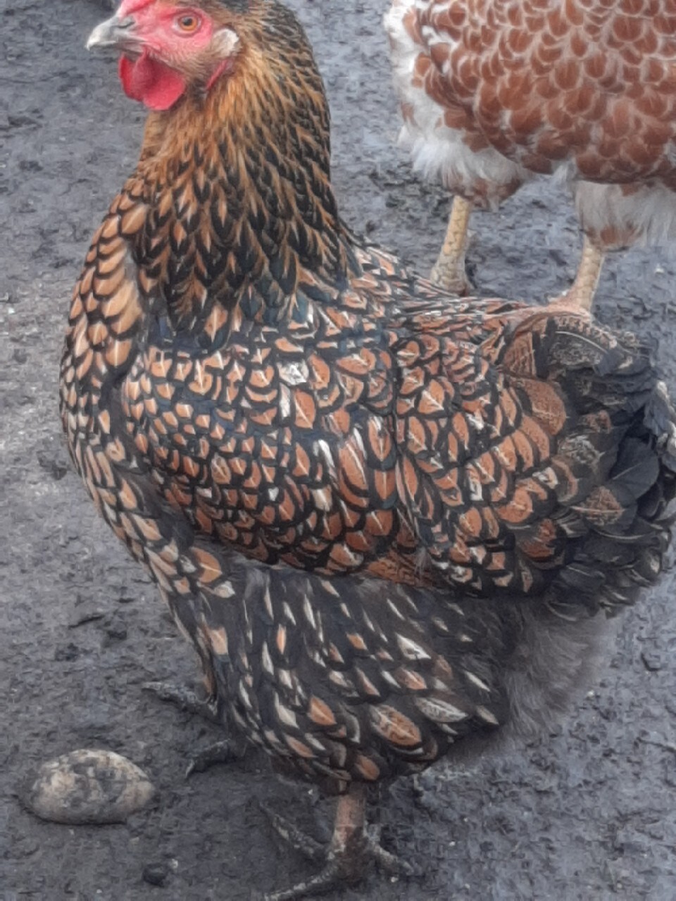 Kogut wyandotte wielbłądzi i para złotołuskowane Przeworsk