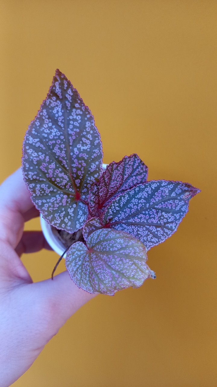 Begonia u062 Wrocław Kup teraz na Allegro Lokalnie