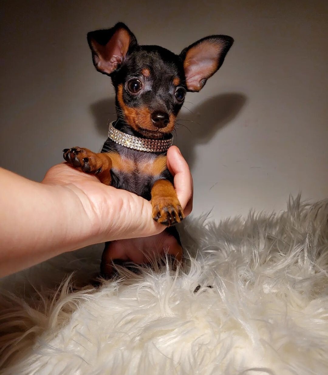 Prague Ratter 1,8 kg x 1,6 kg Praski Ratler Ratler Łomża Ogłoszenie