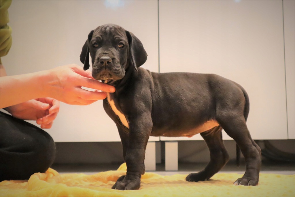 Dog Niemiecki czarny arlekin merle ZKwP FCI 8519923121