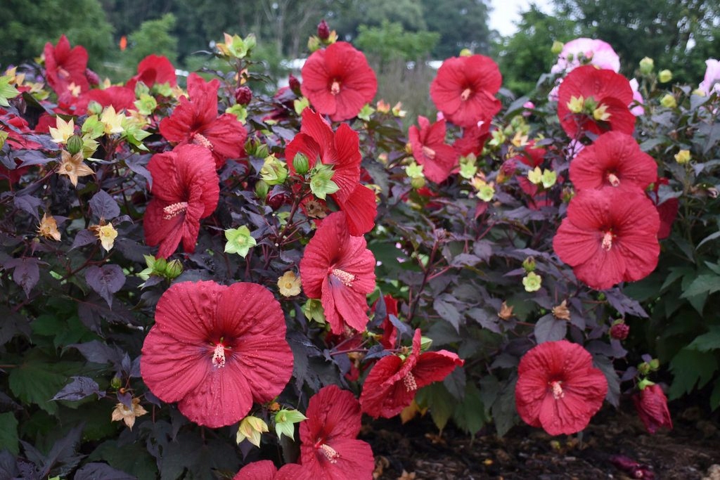 Hibiskus bylinowy wielokwiatowy HOLY GRAIL 13575862505 oficjalne