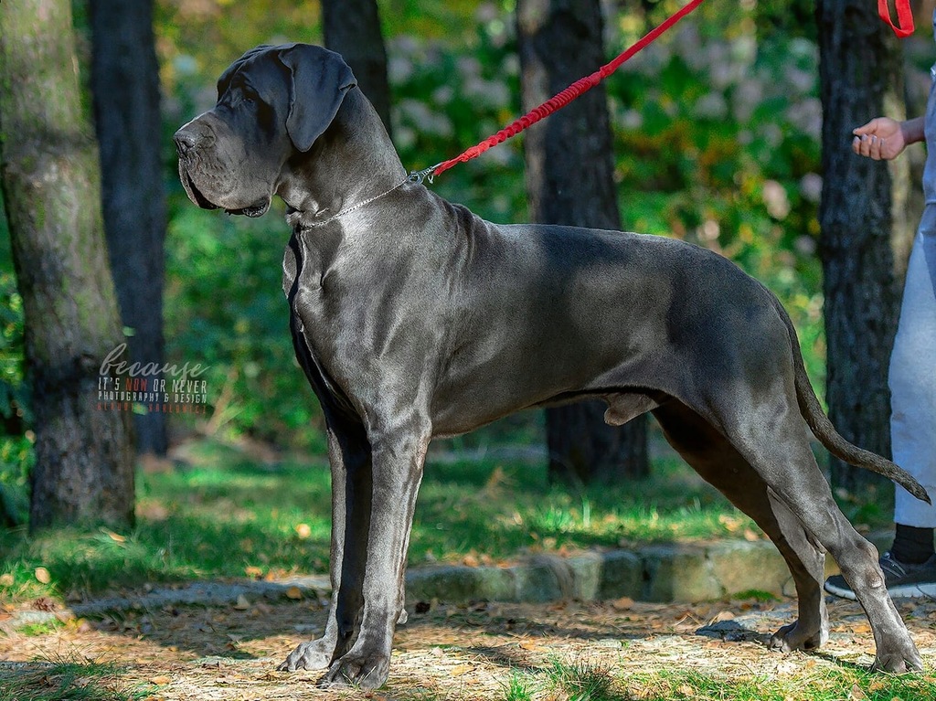 Dog Niemiecki BŁĘKITNY, rodowód FCI 8306159443