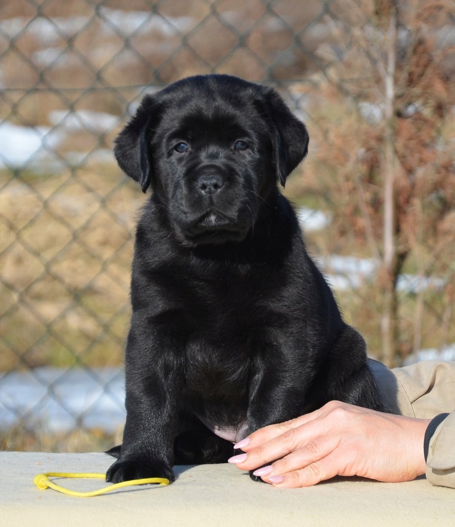 Labrador Retriever szczenięta z rodowodem ZKwP 7821539435 oficjalne