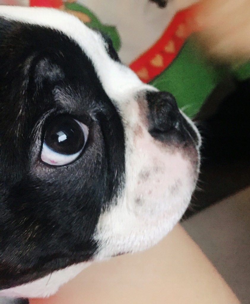 Boston Terrier hodowla ZKWP FCI La Pantera Rosa
