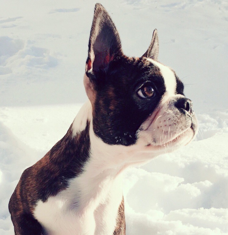Boston Terrier hodowla ZKWP FCI La Pantera Rosa