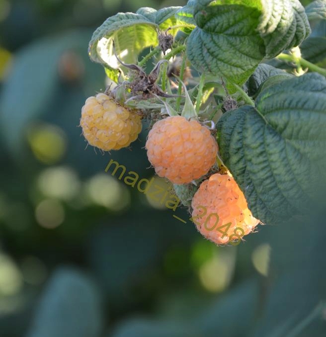 Sadzonki maliny GOLDEN QUEEN 'żółta' bardzo słodka 13273191875