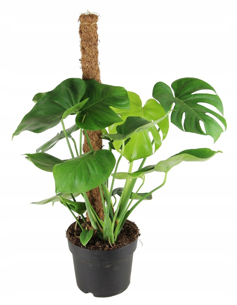 WNĘTRZARSKI HIT! Monstera dziurawa (deliciosa) XXL 7860572385