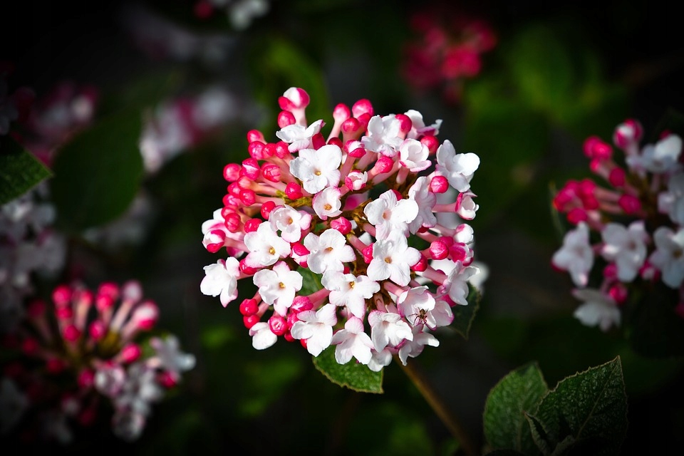 Kalina Burkwooda Viburnum burkwoodii 10557185122 oficjalne