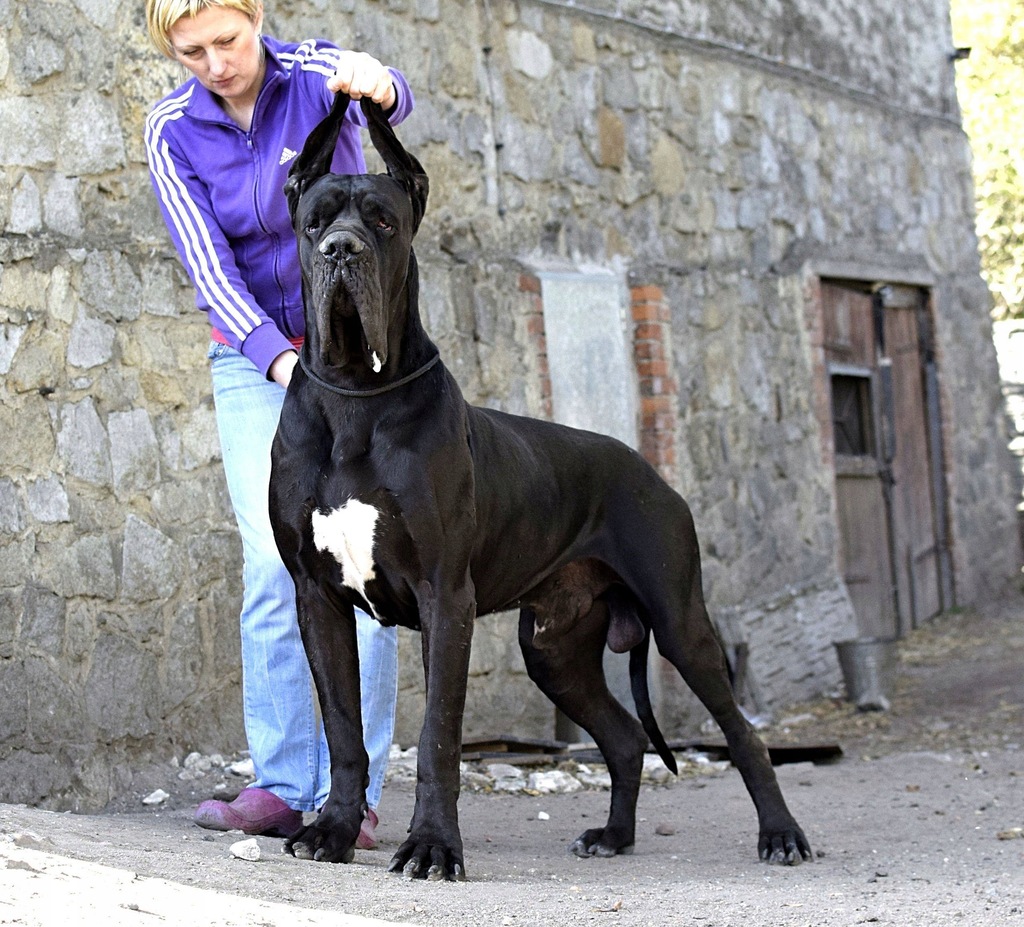 Dog Niemiecki zapowiedź miotu arlekin i czarny FCI