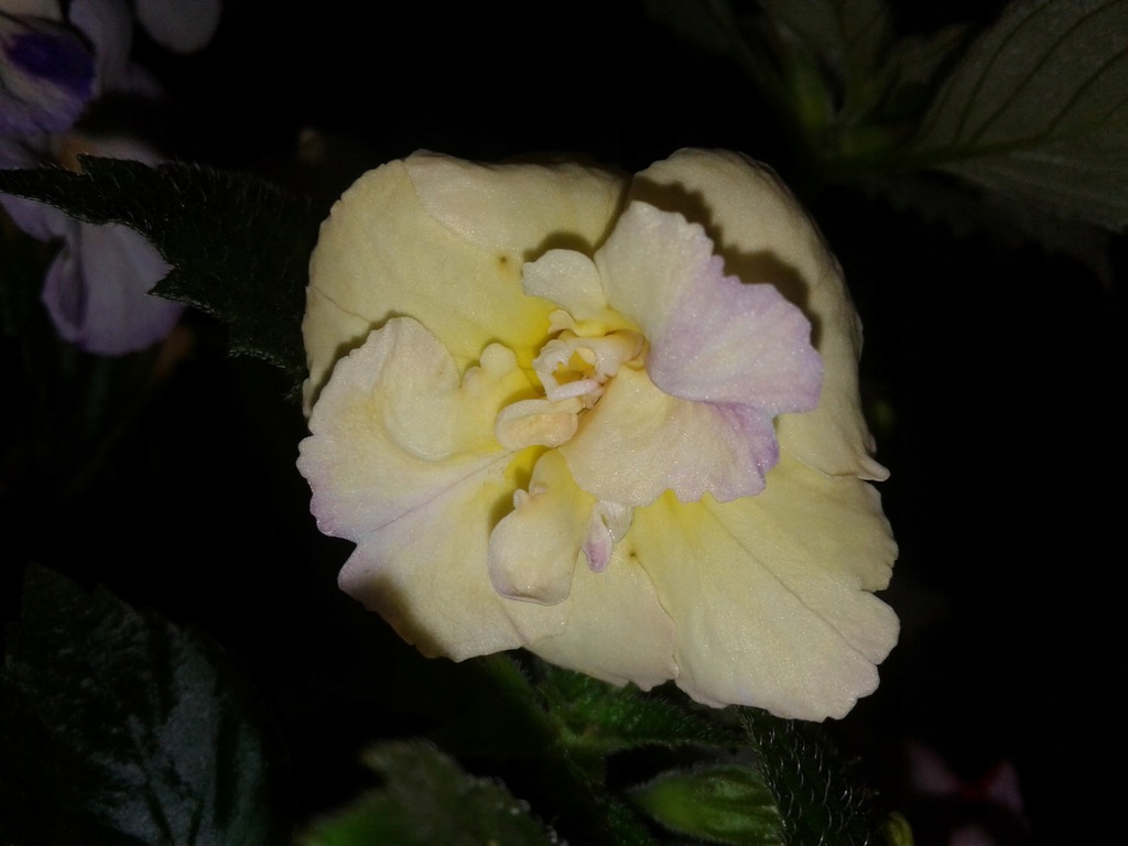 Achimenes YELLOW ENGLISH ROSE szyszka rhizom kłącz 10019465076