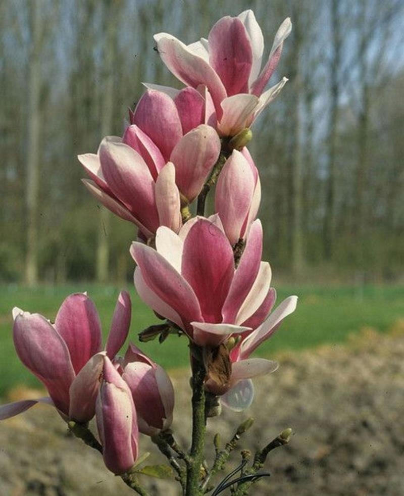 Magnolia FRAGRANT CLOUD pachnąca 100cm W DONICY 7826434310