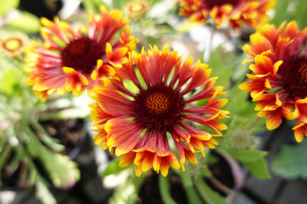 Gaillardia SPINTOP MARIACHI COPPER SUN długo kwitn 13737150058