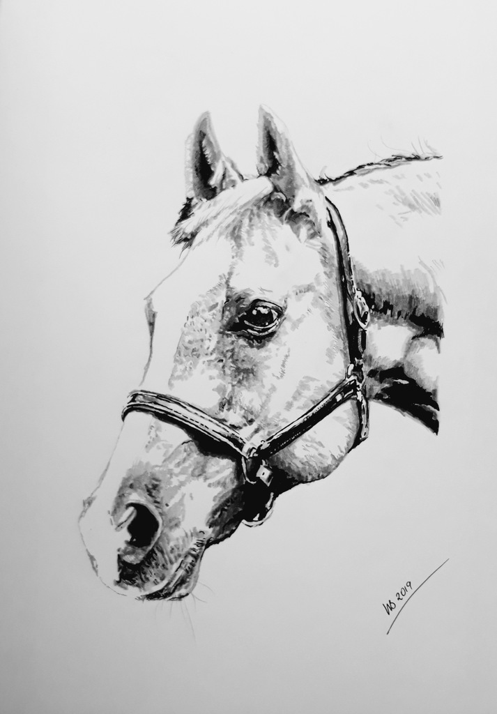 Rysunek Bialego Konia Rysunki HD