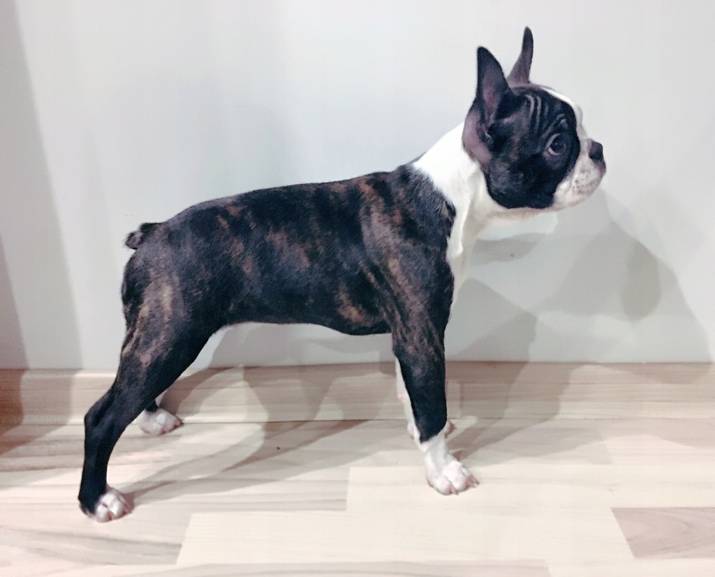 Boston Terrier hodowla ZKWP FCI La Pantera Rosa
